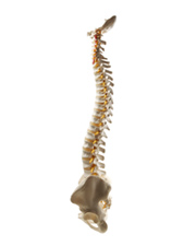 Handgriffe der Spezialausbildung Osteopathie